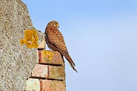 Turmfalke auf Mauervorsprung