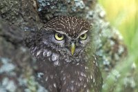 Steinkauz Kopfportrait