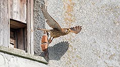 Turmfalke verlaesst Brutkasten