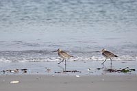 Pfuhlschnepfen am Spuelsaum