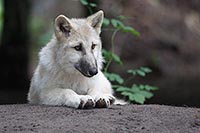 Hudson Bay Welpe a Huegel