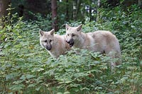 Hudson Bay 2 Wolfswelpen