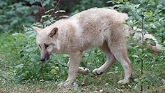 Hudson Bay Welpe gehend