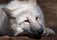 Hudson Bay Welpe Kopfportrait