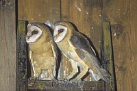 Schleiereulen 2 auf Leiter