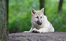 Hudson Bay Welpe liegend