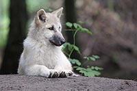 Hudson Bay Welpe nachdenklich