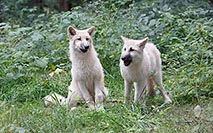 Hudson Bay Welpen Geschwister