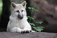 Hudson Bay Welpen interessiert