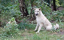 Hudson Bay Welpen Wald