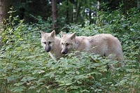 Hudson Bay Wolfswelpen 2 Wald