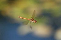 Heidelibelle i Flug ue Teich