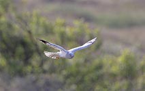 Kornweihe i Flug i Gegenlicht