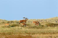 Rotwild Hirsch m Rudel