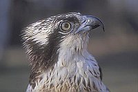 Fischadler Kopfportrait