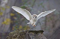 Schleiereule im Anflug