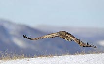 Steinadler i Flug Schneehang