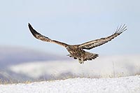 Steinadler ueb Winterlandsch