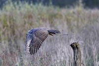 Habicht im Startflug