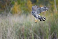 Habicht im Flug am Teichufer