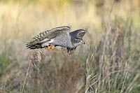 Habicht ueb Brachflaeche