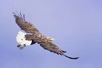 Seeadler im Flug von oben