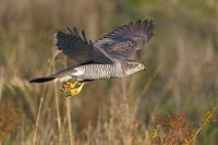 Habicht ueb Vegetation