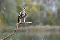 Sakerfalke am Gewaesser