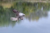 Sakerfalke ueb Gewaesser