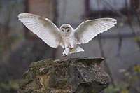 Schleiereule landend a Stein