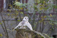 Schleiereule zurueck schauend