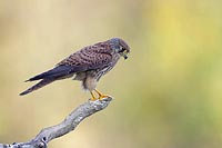 Turmfalke runter schauend