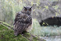 Uhu auf Baumwurzel Torbogen