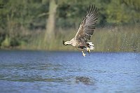 Seeadler mit Fisch auffliegend