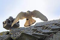 Turmfalke im Gegenlicht