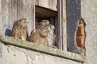 Turmfalke Jungvoegel wartend