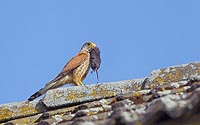 Turmfalke mit Maus auf Dach