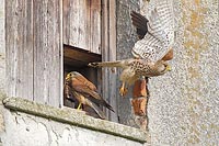 Turmfalke Paar am Nistkasten