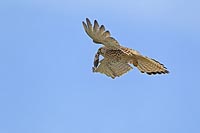 Turmfalke transportiert Maus