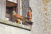 Turmfalke v Nistkasteneingang