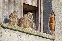 Turmfalke vier Jungvoegel