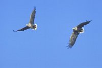 Seeadler vor blauem Himmel