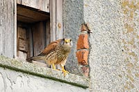 Turmfalke a Brutkasten Eingang