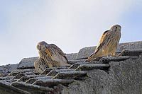 Turmfalke 2 Aestlinge a Dach