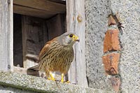 Turmfalke a Nistkasteneingang