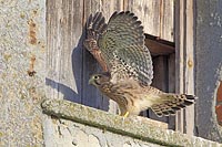 Turmfalke Aestling trainiert