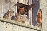 Turmfalke Fuetterungsanflug