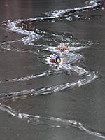 Stockente Eis Strasse