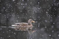 Stockente mit Schneefall