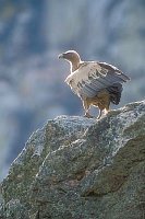 Gaensegeier auf Felsen